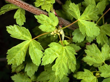 Dimorphic: having two versions of the same structure; in this case, the leaves are dimorphic (ternate and simple palmate compound) - Acer glabrum